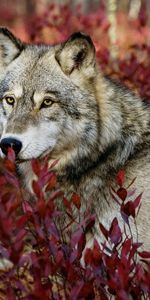 Animals,Wolfs