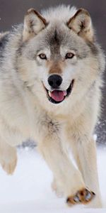 Loups,Animaux