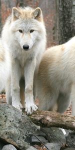 Animals,Wolfs