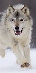 Animals,Wolfs