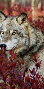 Animals,Wolfs