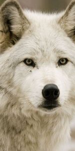 Animals,Wolfs