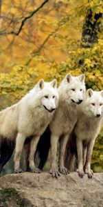 Animals,Wolfs