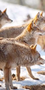 Animaux,Loups