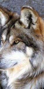 Animaux,Loups