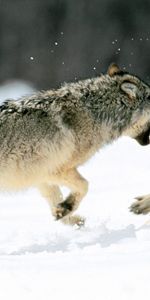 Loups,Animaux