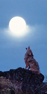 Animals,Wolfs,Moon