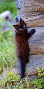 Animals,Wood,Climb,Wooden,Kitty,Playful,Kitten