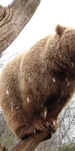 Bois,Forêt,Arbre,Animaux,Ours,Pluie