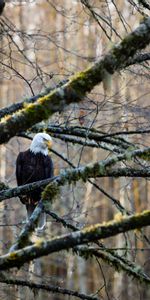 Bois,Arbre,Branches,Forêt,Animaux,Aigle,Oiseau