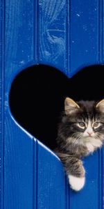 Animals,Wood,Heart,Look Out,Wooden,Door,Peek Out,Cat