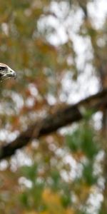 Bois,S’Asseoir,Asseoir,Arbre,Lisse,Ailes,Aile,Flou,Animaux,Prédateur,Aigle,Oiseau