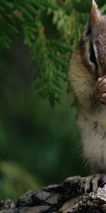 Bois,S’Asseoir,Branche,Asseoir,Arbre,Animaux,Écureuil