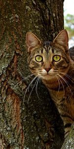 Animals,Wood,Sit,Tree,Striped,Cat