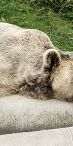 Animales,Madera,Tumbarse,Mentir,Árbol,Soportar,Oso,Perezoso