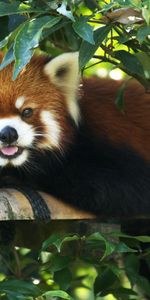 Animals,Wood,To Lie Down,Lie,Tree,Branch,Red Panda