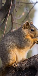 Animals,Wood,Tree,Animal,Branch,Squirrel,Brown