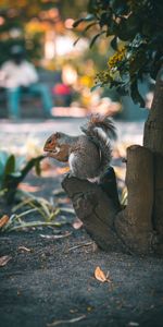 Animals,Wood,Tree,Animal,Brown,Squirrel