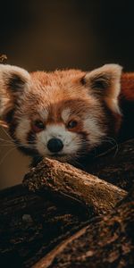 Animals,Wood,Tree,Animal,Little Panda,Small Panda,Brown,Wildlife