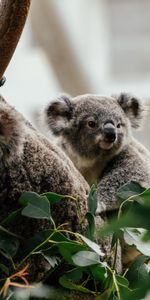 Animals,Wood,Tree,Animal,Nice,Sweetheart,Koala