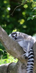 Animals,Wood,Tree,Animal,Nice,Sweetheart,Lemur