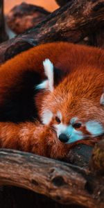 Animals,Wood,Tree,Animal,Red Panda,Panda