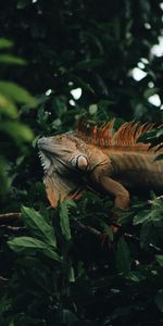 Animaux,Bois,Arbre,Feuilles,Animal,Iguane,Reptile