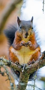 Animals,Wood,Tree,Animal,Rodent,Squirrel