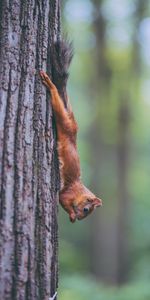 Animals,Wood,Tree,Animal,Rodent,Squirrel,Funny