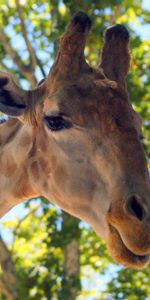 Animals,Wood,Tree,Background,Giraffe