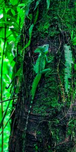 Bois,Arbre,Mousse,Basilic,Lézard,Camouflage,Déguisement,Reptile,Animaux