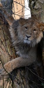 Madera,Gato Grande,Vida Silvestre,Bestia,Animales,Árbol,Un Leon,Fauna Silvestre,León