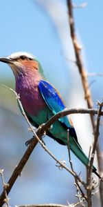 Animals,Wood,Tree,Bird,Branch,Color