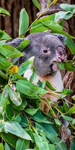 Branches,Bois,Animal,Koala,Arbre,Animaux,Drôle