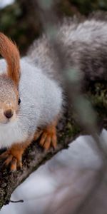 Animales,Ardilla,Madera,Árbol,Ramas,Escalada,Musgo,Ascensión,Sucursales