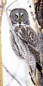 Bois,Chouette Hulotte,Arbre,Branches,Vue,Opinion,Animaux,Oiseau,Hibou,Chouette