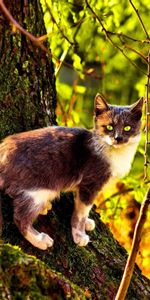 Bois,Grimper,Montée,Arbre,Couleur,Animaux,Chat,Automne