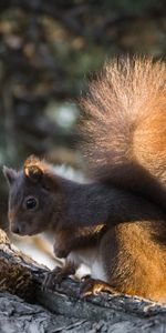 Animals,Wood,Tree,Cone,Bump,Fluffy Tail,Squirrel