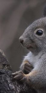 Animals,Wood,Tree,Ears,Curiosity,Squirrel