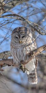 Animals,Wood,Tree,Feather,Beak,Owl