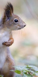 Animals,Wood,Tree,Fright,Animal,Moss,Squirrel