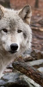 Animals,Wood,Tree,Hide,Hunt,Look Out,Predator,Hunting,Peek Out,Wolf