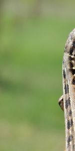 Animals,Wood,Tree,Lizard,Moss