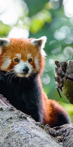 Animals,Wood,Tree,Nice,Sweetheart,Red Panda,Panda