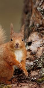 Animals,Wood,Tree,Opinion,Animal,Bark,Squirrel,Sight