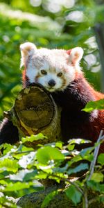 Animals,Wood,Tree,Opinion,Sight,Red Panda,Panda