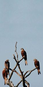 Animals,Wood,Tree,Predator,Birds,Falcon