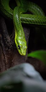 Animals,Wood,Tree,Reptile,Bark,Snake