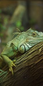 Animals,Wood,Tree,Reptile,Iguana