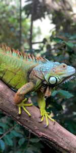 Animals,Wood,Tree,Scales,Reptile,Scale,Iguana